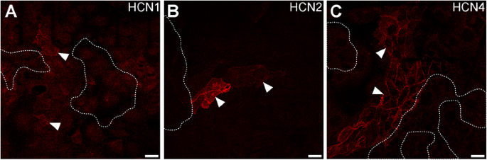图4:具有收缩活性的HL-1细胞培养中HCN亚型的表达