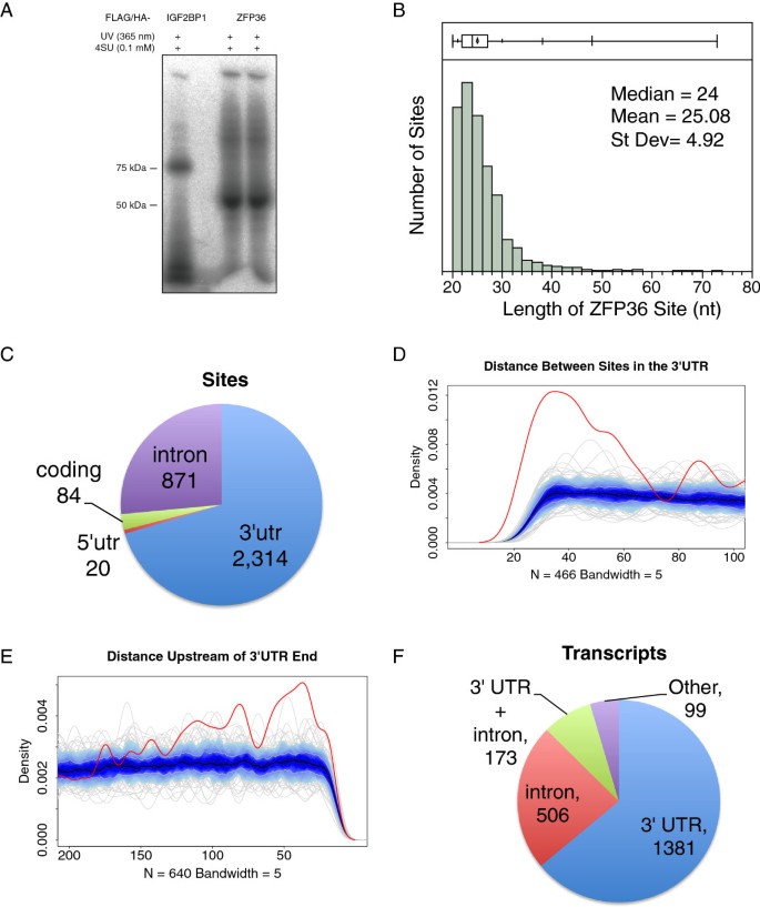 ZFP36 RNA结合位点特征