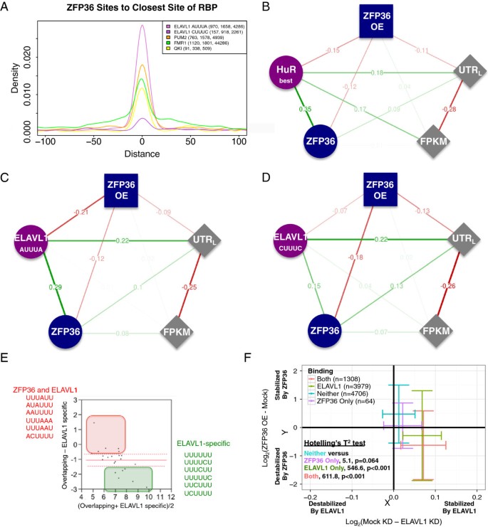 ZFP36与ELAVL1的组合调控分析