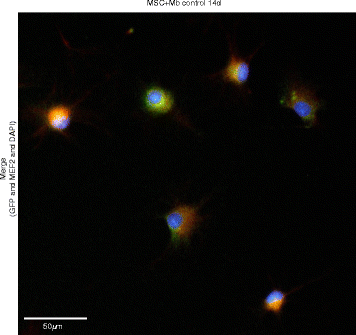 共培养中MEF2的免疫荧光染色