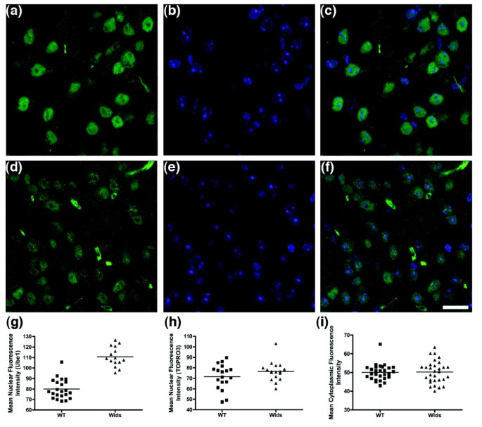 Wld^s小鼠小脑Ube1核定位验证