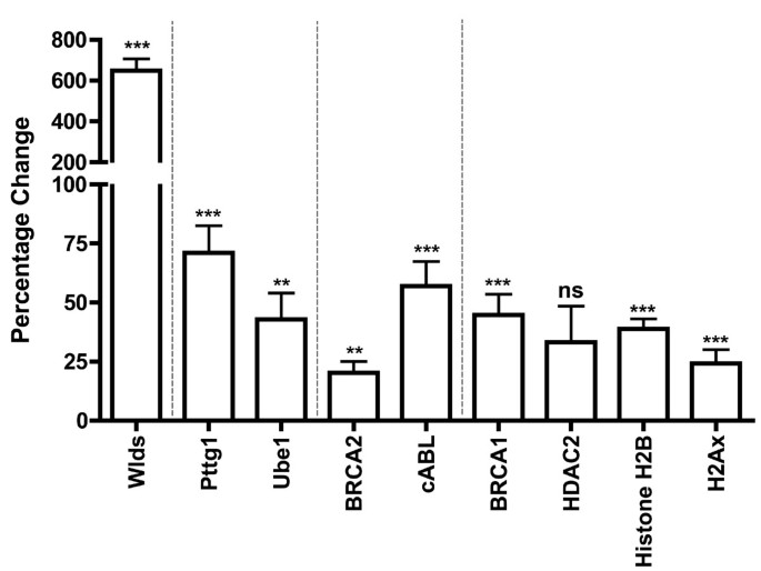 Wld^s小鼠小脑细胞周期蛋白表达验证