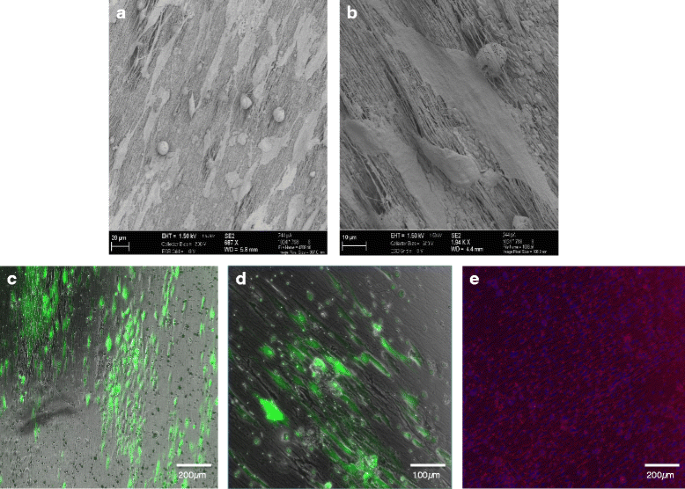 PCL-胶原I纳米纤维支架上的细胞培养情况