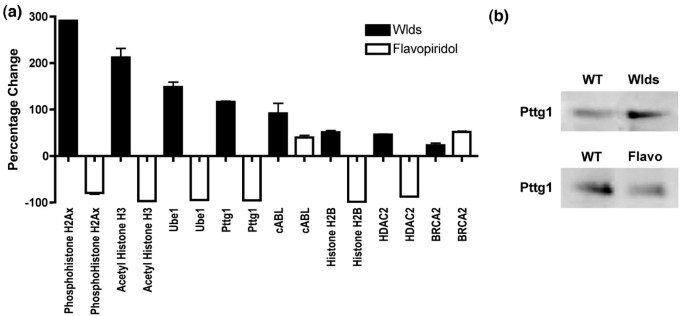 Wld^s与细胞周期抑制剂对细胞周期蛋白的影响