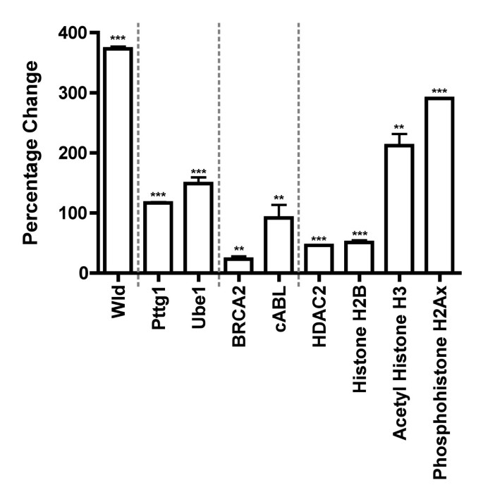 HEK293细胞中Wld^s诱导的细胞周期蛋白变化