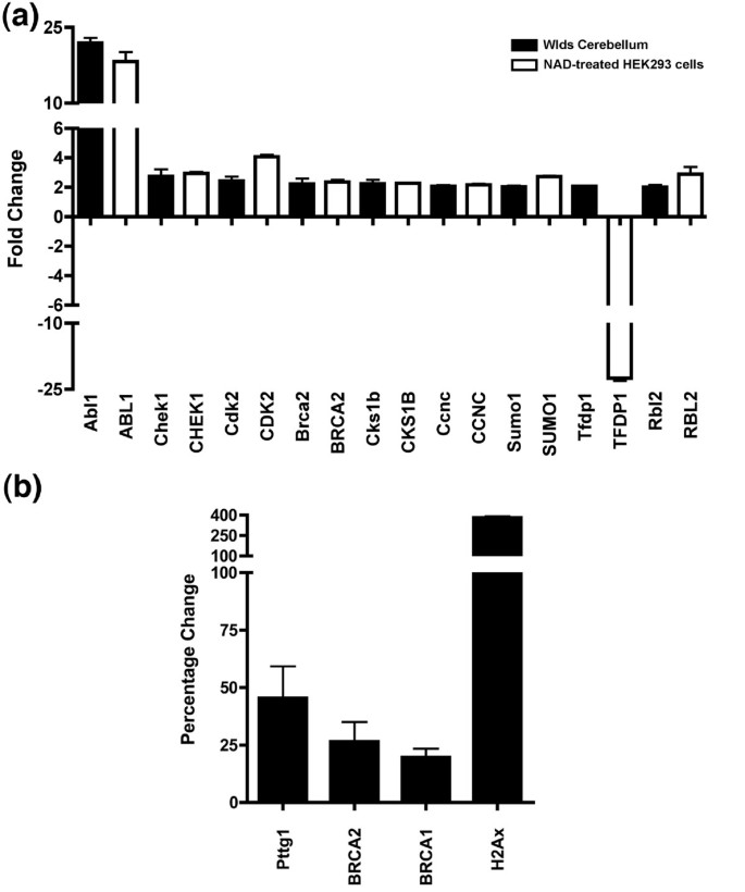 NAD与Wld^s诱导的细胞周期变化对比