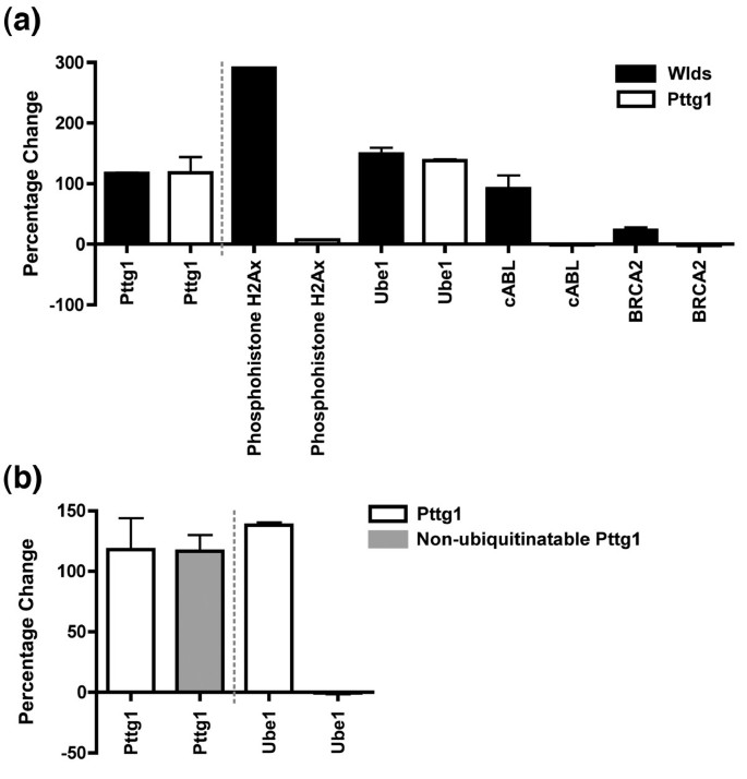 Pttg1对Ube1表达的调控作用