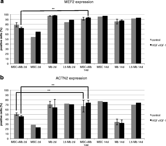 MEF2和ACTN2的流式细胞术分析