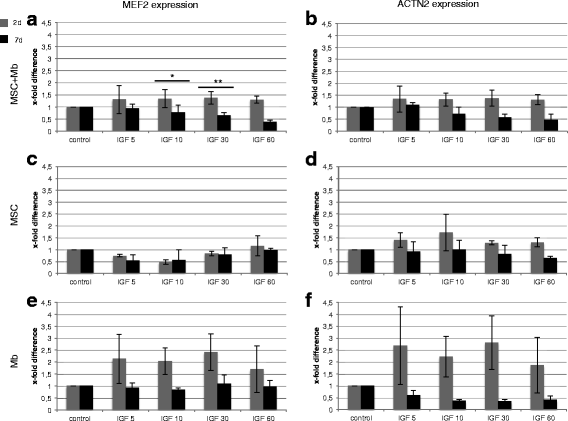 不同浓度IGF-1下MEF2和ACTN2的mRNA表达