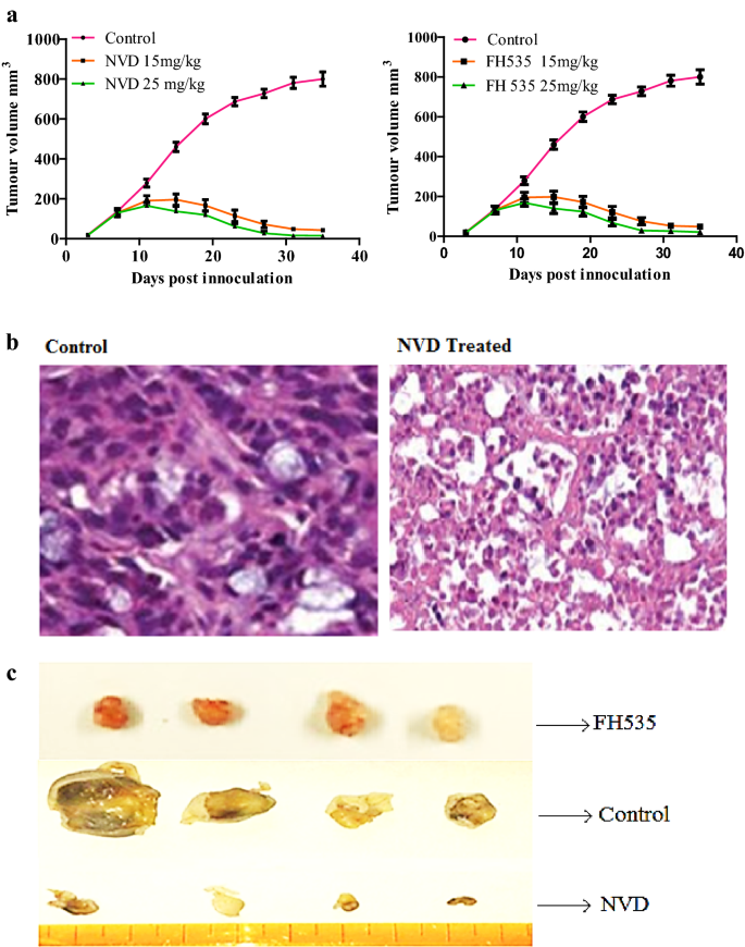 NVD对裸鼠异种移植瘤生长的影响