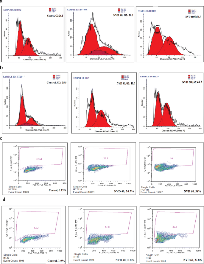 NVD对结直肠癌细胞周期和凋亡的影响
