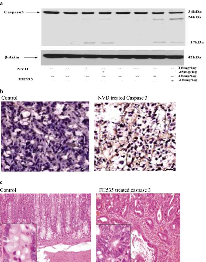 NVD对肿瘤组织中Caspase 3切割的影响