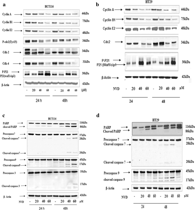 NVD对细胞周期和凋亡相关蛋白表达的影响