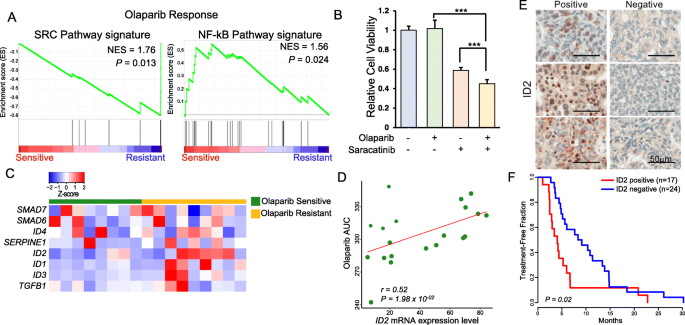 图5 ID2表达与奥拉帕利耐药的关联