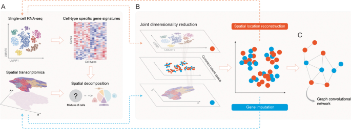 单细胞RNA测序与空间转录组数据整合的应用场景