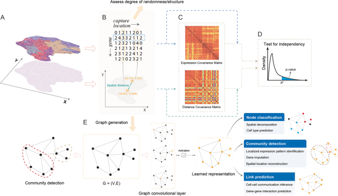 空间转录组数据中基因表达与空间位置独立性检验的模型流程