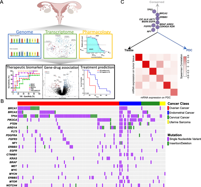 图1 妇科肿瘤PDC库的建立与特征