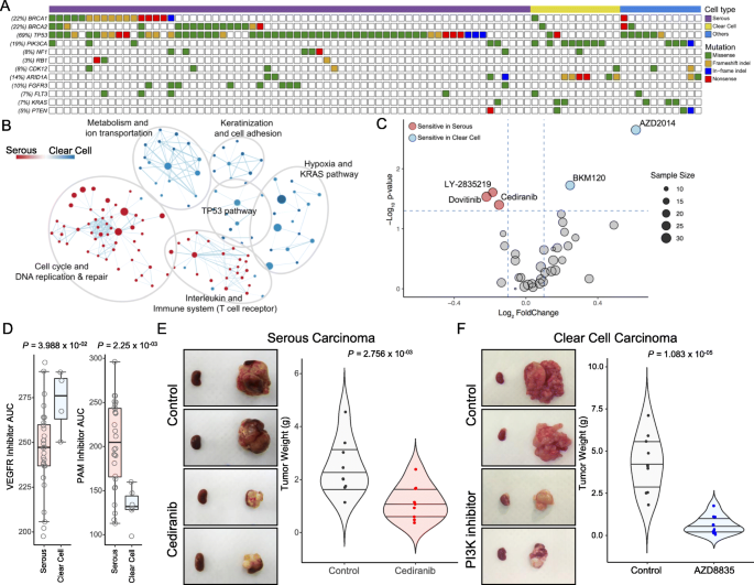 图3 上皮性卵巢癌亚型的药物基因组学特征