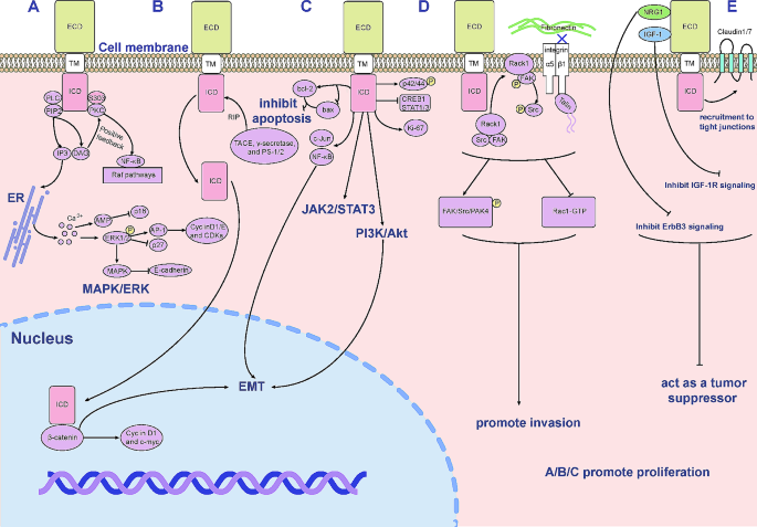 Trop2介导的信号通路