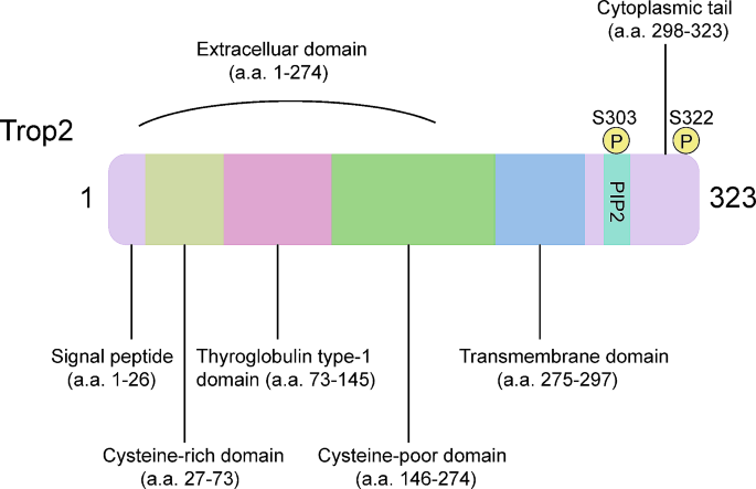 Trop2的结构特征