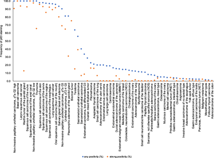不同肿瘤类型p63阳性率(蓝点)与强阳性率(红点)排名,鳞状细胞癌、胸腺肿瘤等阳性率最高