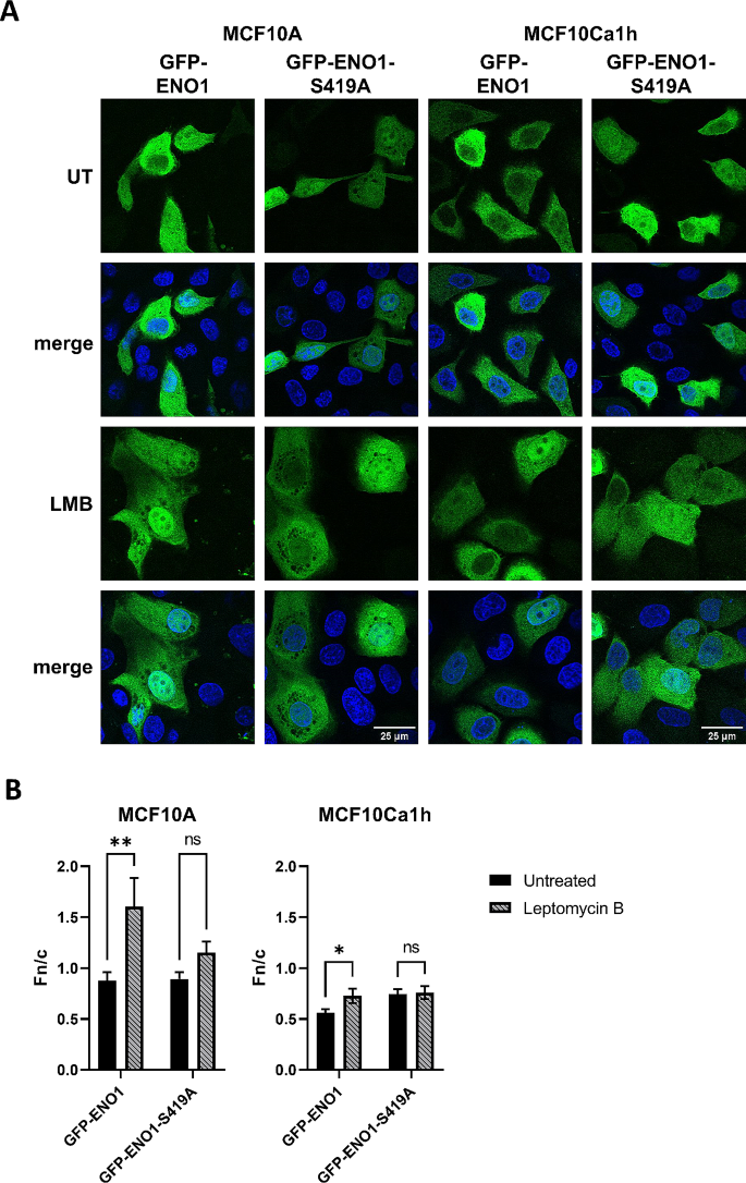 LMB对ENO1核输出的调控