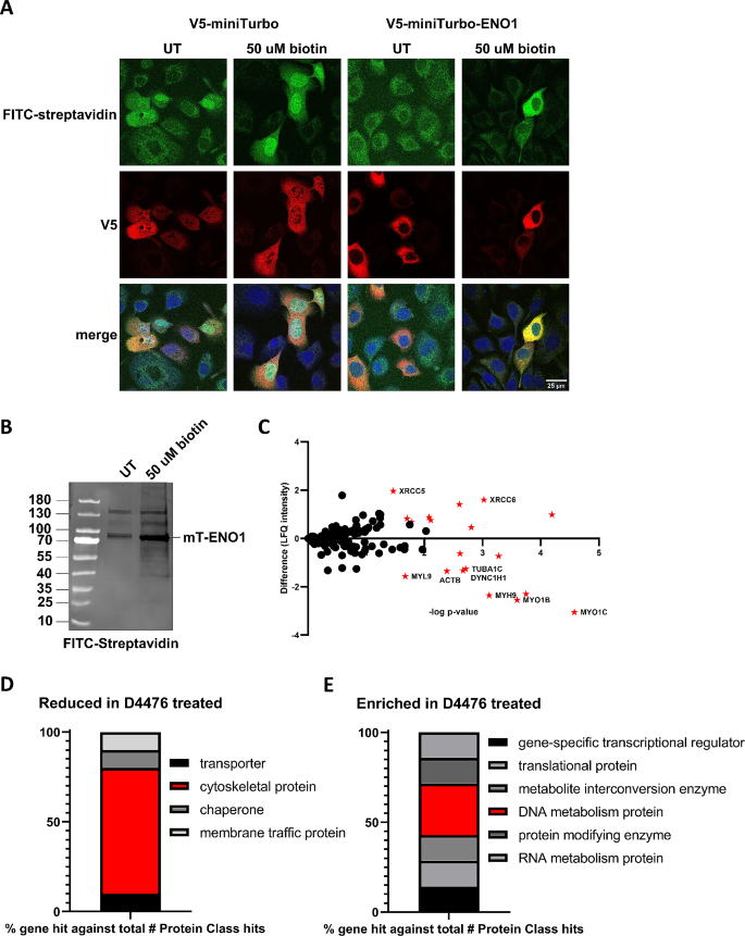 ENO1互作组分析结果