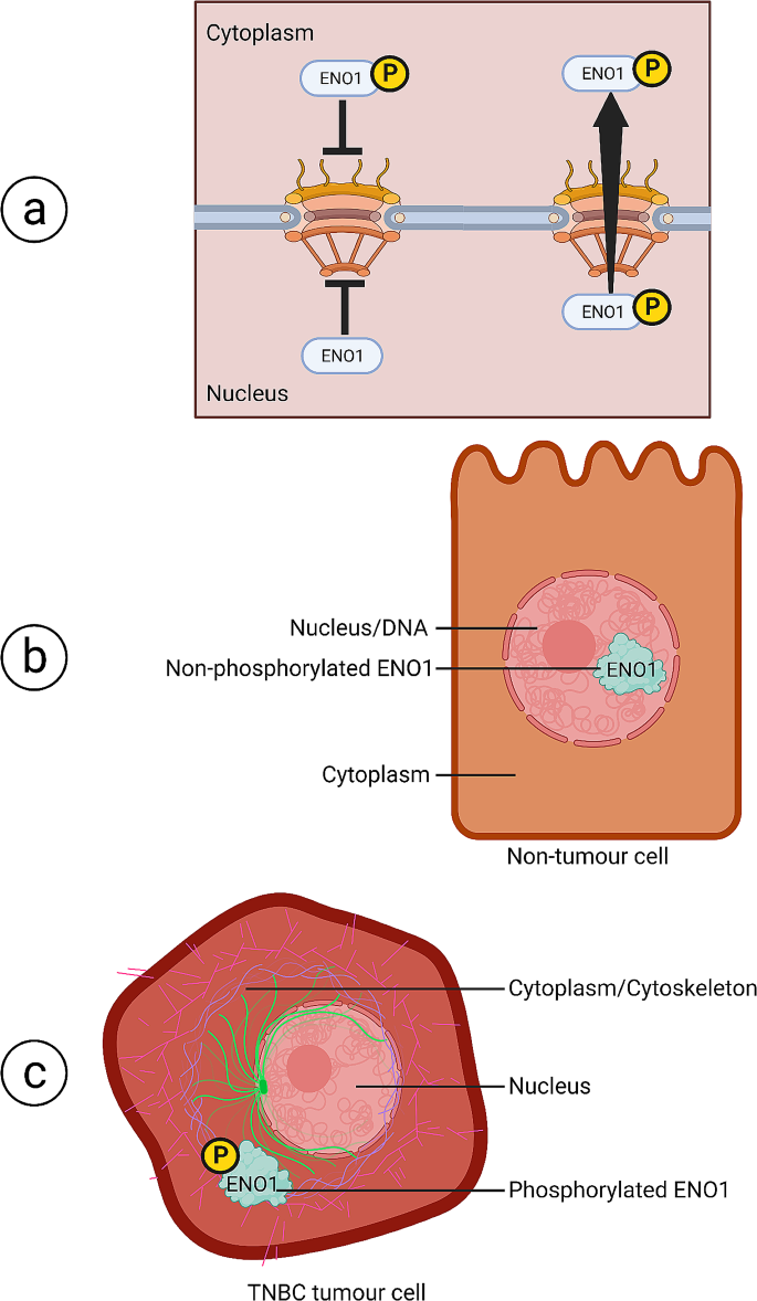 ENO1 S419磷酸化调控核输出的模型