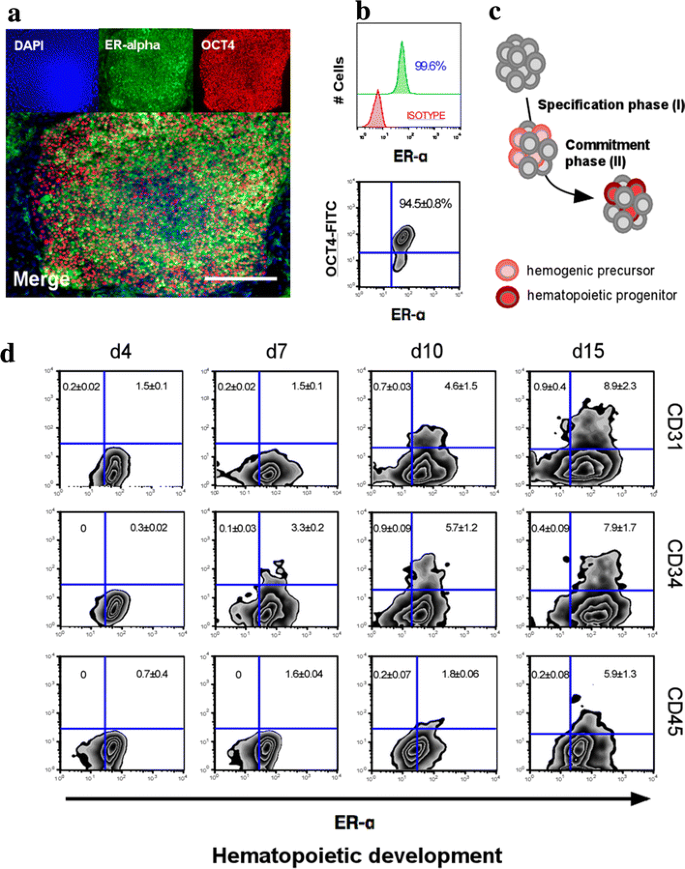 【文献解析】通过雌激素受体信号通路改善人类多能干细胞的造血分化