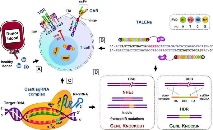 基因编辑制备通用CAR-T细胞示意图