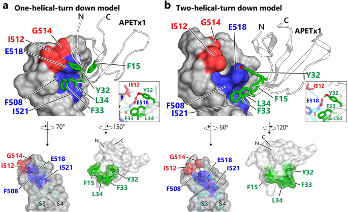 APETx1与hERG VSD静息态的对接模型