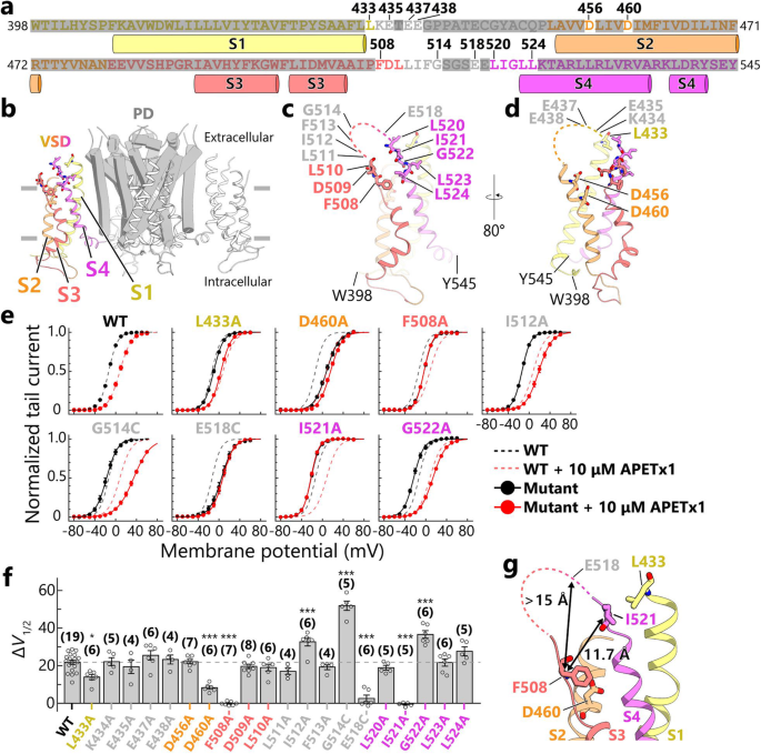 hERG突变体的APETx1抑制效应分析