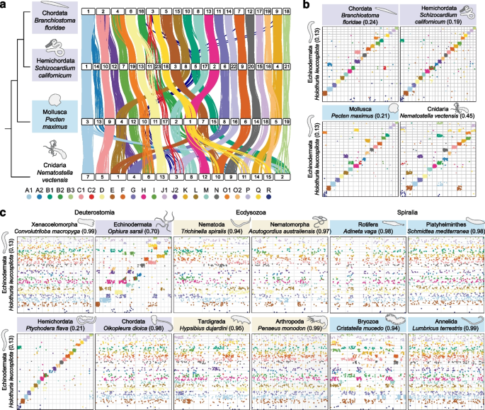 图1：两侧对称动物基因组重排的普遍性展示