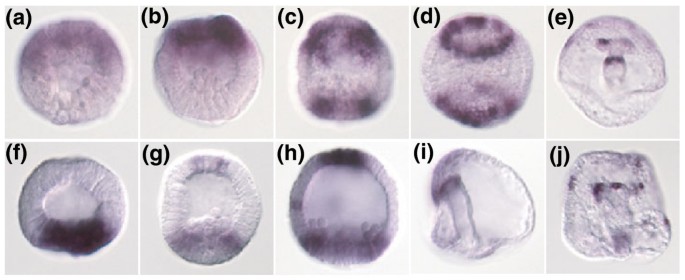 锂和锌处理海胆胚胎的基因表达全局分析：基因调控网络的新组分-文献解析