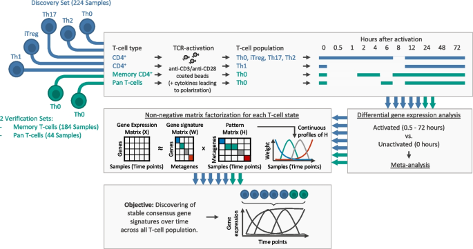 人类T细胞激活过程中时间分辨共识基因表达谱的元分析-文献解析