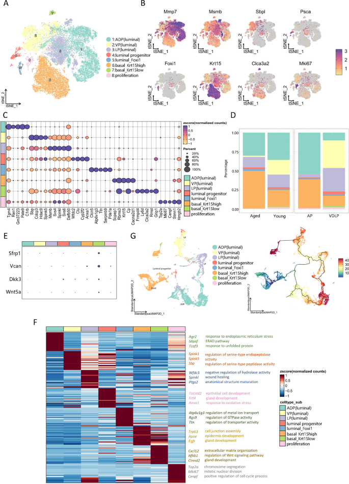 图3 前列腺上皮细胞亚群分类与轨迹分析