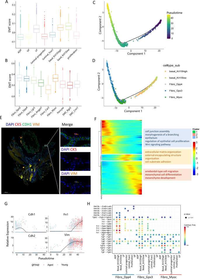 图6 基底细胞向间质细胞的EMT转化验证