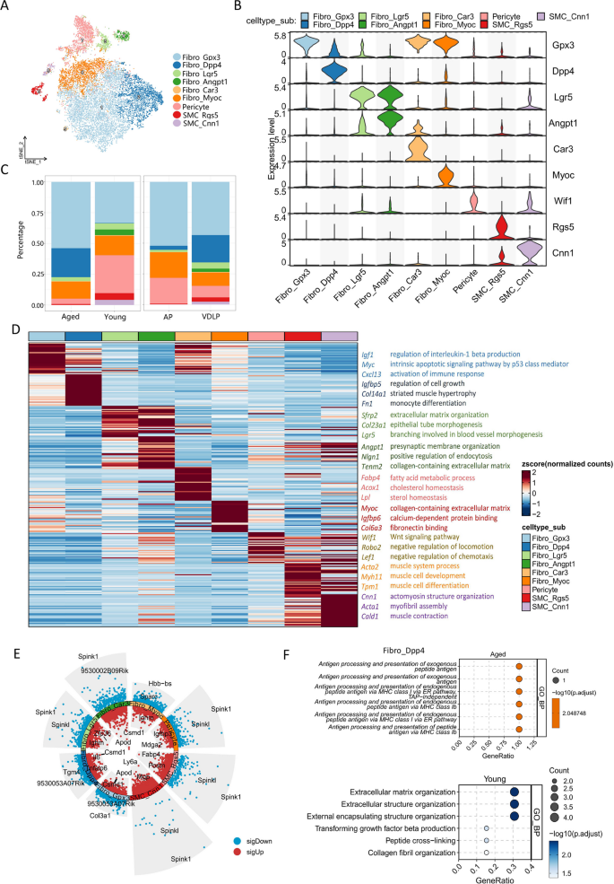 图5 前列腺间质细胞亚群分类与衰老变化