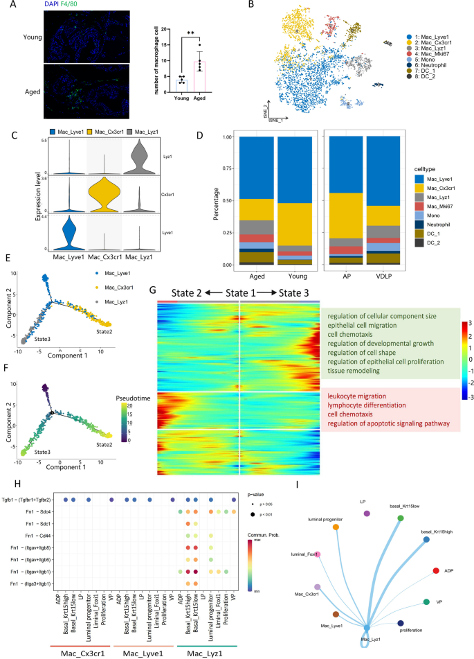 图7 老年小鼠巨噬细胞亚群与EMT的关联