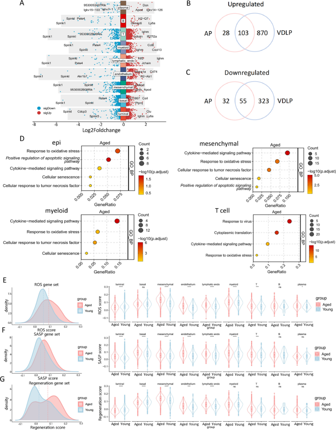 图2 前列腺细胞衰老相关分子谱变化