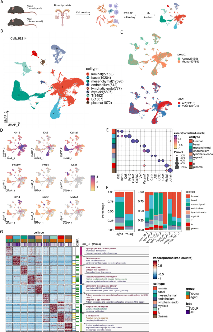 图1 年轻与老年小鼠前列腺单细胞转录组图谱构建