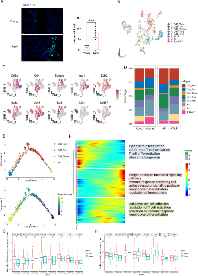 图8 老年小鼠T细胞的炎症反应增强