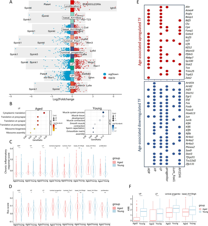 图4 老年小鼠前列腺上皮细胞亚群基因表达变化