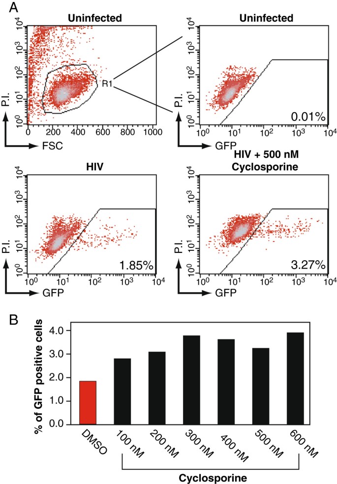 图2 环孢素未抑制Rev-CEM细胞中HIV复制