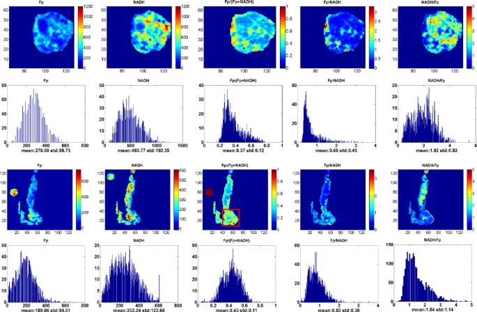PTEN敲除胰腺组织氧化还原成像及直方图