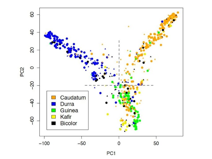 图6:高粱种族身份与亚群结构