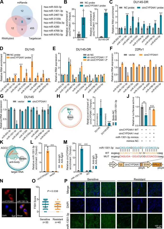 circCYP24A1与miR-1301-3p的相互作用验证