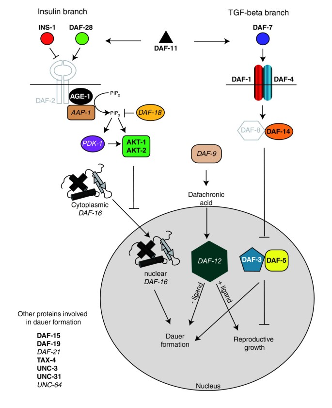  dauer通路基因在神经元中的富集情况