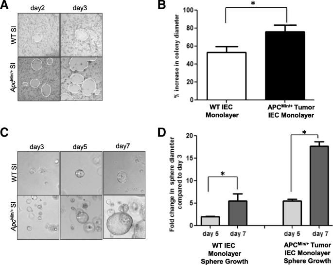 图5 WT与ApcMin/+ IEC monolayers的colony及类器官增殖实验结果