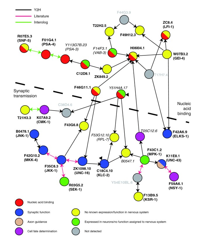 神经元富集基因交互组网络